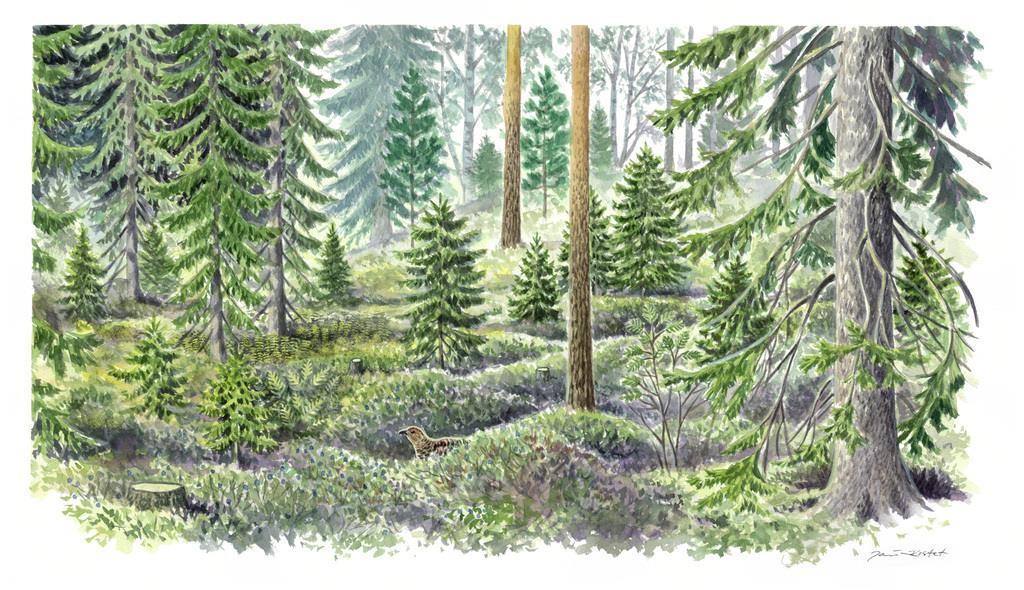 Eri-ikäisrakenteinen metsänkasvatus Pienaukko- ja poimintahakkuut säilyttävät metsän peitteisenä ja luovat vaihtelua Aluskasvillisuutta ja varvustoa
