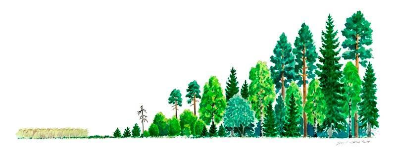 Vaihettumisvyöhykkeet Vaihettumisvyöhykkeet ovat kahden ekosysteemin välisiä vyöhykkeitä Riista viihtyy erityisesti metsän ja suon välisillä vaihettumisvyöhykkeillä