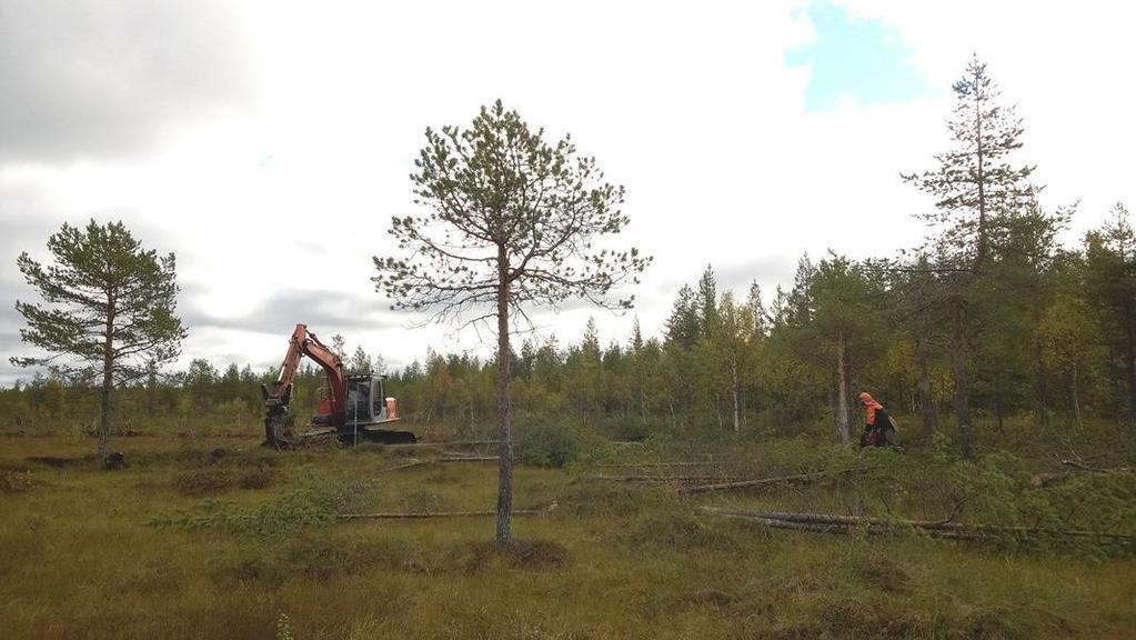 Suon riistataloudellinen kunnostaminen Ei rajoita puuntuotannon mahdollisuuksia, kun kohdennetaan heikkokasvuisille soille Ojien