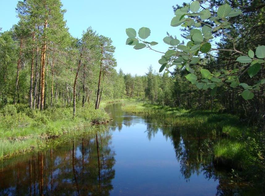 Painettua Riistametsänhoidon opasta ja maasto-ohjetta voi tilata: