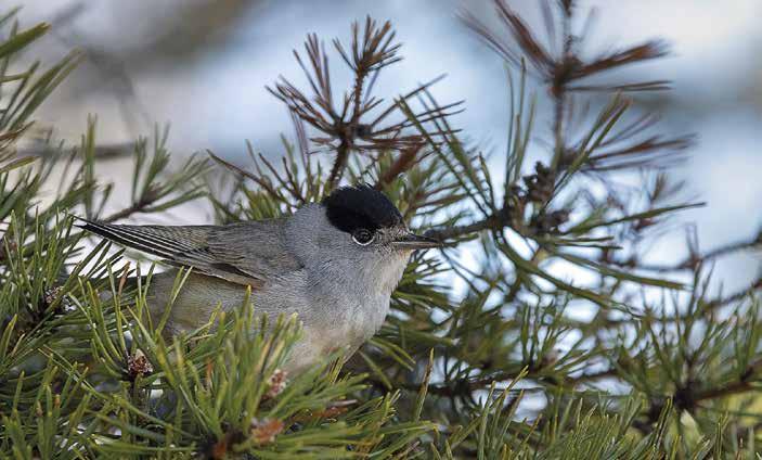 SISÄMAAN SEURANTAPYYNTI 1986 2017 ymmärtää, että lämmin alkukesä 2016 johti hyvään ja poikkeuksellisen kylmä alkukesä 2017 surkeaan poikastuottoon.