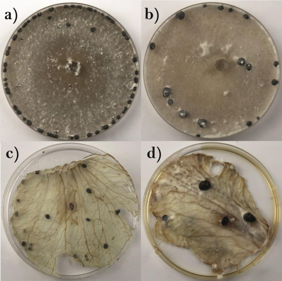 Pahkahometta aiheuttaa myös (Sclerotinia subarctica), joka on uusi laji, kuvattu vasta 2007 S. sclerotiorum S. subarctica nom. prov.