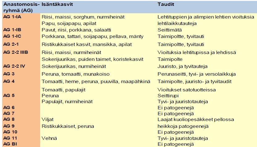 4.4.5.1 Alakaari: Agaricomycotina 4.4.4.5.1. Luokka: Cantharellales: Thanatephorus cucumeris (A.