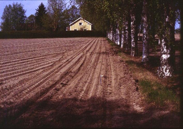 Porkkanakärpänen: ennaltaehkäisevä torjunta Liikkuvat noin 100 m päivässä (Finch & Collier 2004) Etäisyyden kasvattaminen edelliseen lohkoon 10 x vähensi ansasaalista 1/66 (Finch & Collier 2004) Vain