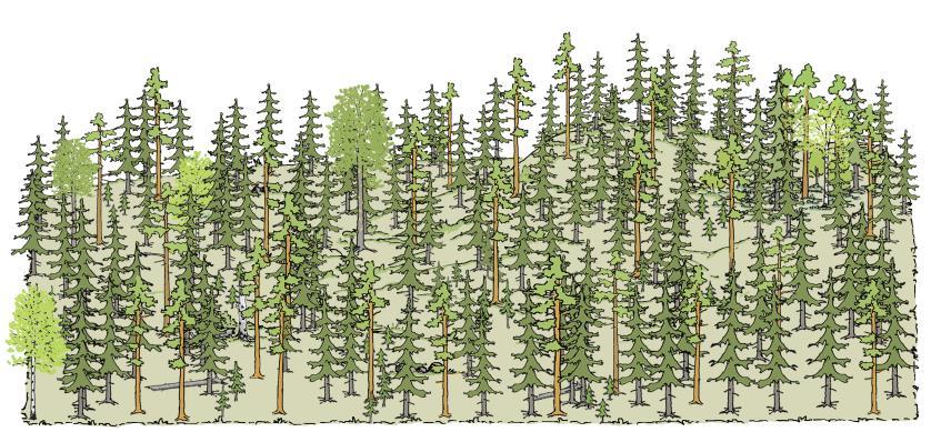 Alikasvospuuston mahdollisessa harvennuksessa vältetään puiden kokoerojen tasoittamista. Käsittelyissä sallitaan puuston pituusvaihtelua ja aukkoisuutta.