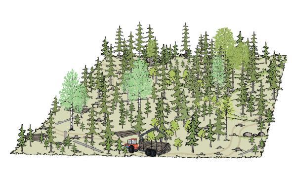 Poimintahakkuu kuusivaltaisella kivennäismaalla Tuoreen kankaan kuusivaltainen metsä ennen poimintahakkuuta. Poimintahakkuussa poistetaan suurimpia puita sekä vaurioituneita ja sairaita puita.