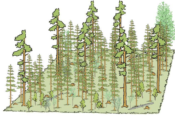 Erityistä huomiota on kiinnitettävä alempien latvuskerrosten noin viisimetristen ja sitä pitempien puiden säilymiseen vaurioitta, sillä seuraavien vuosikymmenten kasvu ja hakkuumahdollisuudet