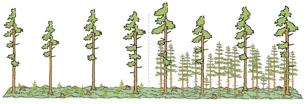 Sen sijaan metsän kehittäminen erirakenteiseksi vaatii enemmän aikaa.