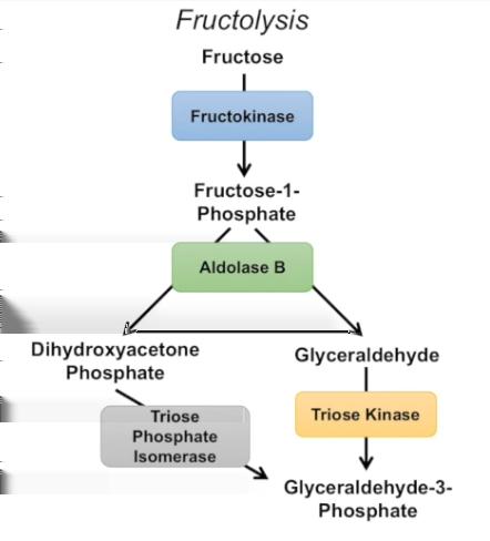 Fruktoosi Fruktoosi on yhdestä fruktoosimolekyylistä muodostuva monosakkaridi, jota