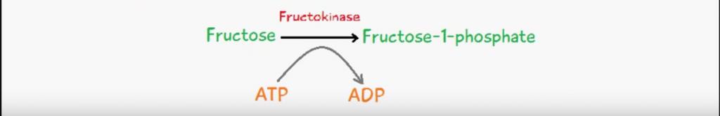 fruktoosi-1,6-bisfosfaatin glyseraldehydi-3-fosfaatiksi dihydroksiasetonifosfaatiksi.