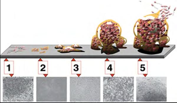 Biofilmin muodostuminen pinnoille 1) Mikrobien kulkeutuminen pinnalle 2) Mikrobit ovat kiinnittyneet pintaan ja toisiinsa.