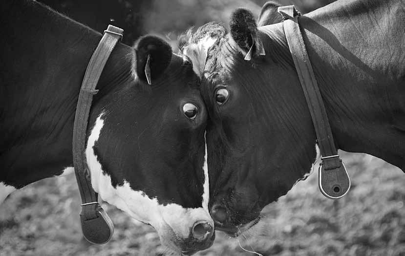 Jos lehmät puhuisivat -näyttelyhanke Mitä koemme lehmien parissa? Mitä lehmät kertovat meille?