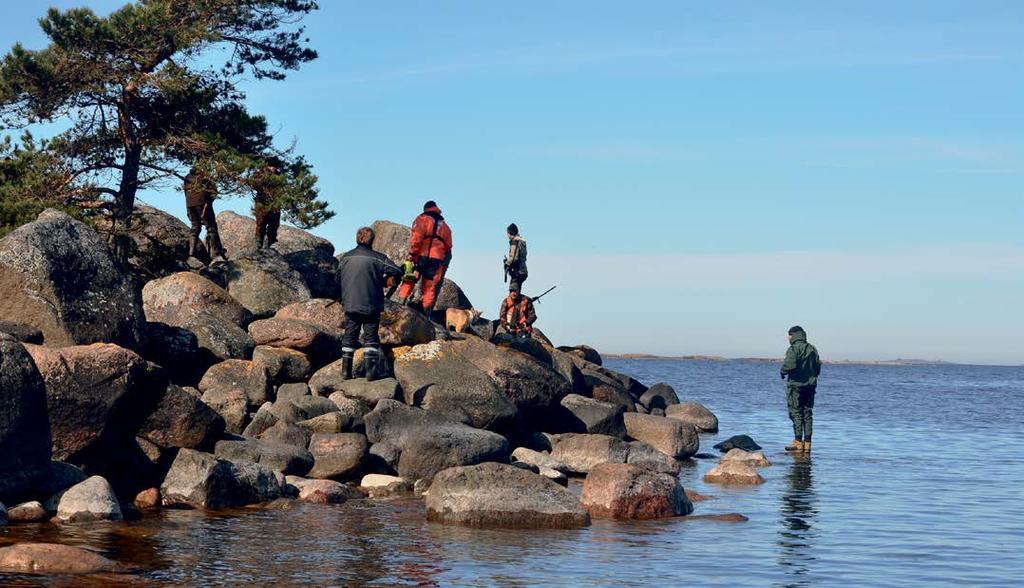 Kaisa Huttunen, Uudenmaan piiri Minkinpyyntiä saaristossa Minkit saavat aikaiseksi valtavaa tuhoa saaristossa.