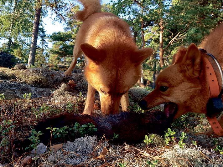 Jos koira paikallistaa minkin sellaisen kiven alta, jonka vieressä on useampia kiviä ja railoja, minkki todennäköisesti yrittää siirtyä paikasta toiseen mahdollisimman näkymättömissä.