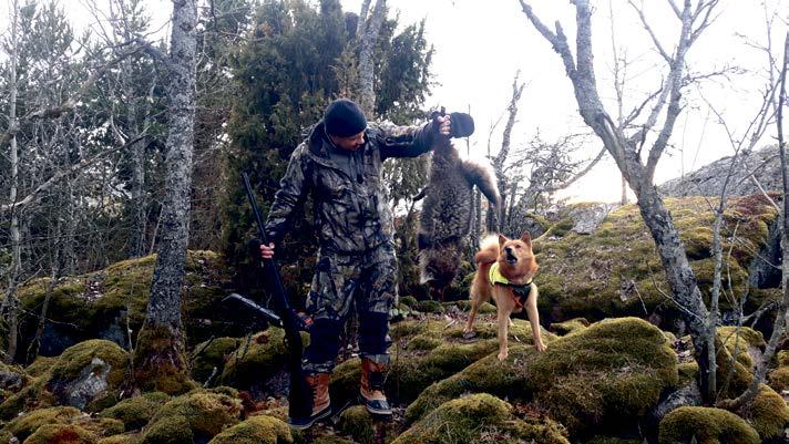 Kirjallisen työn liikekannallepanon oli aikaansaanut se, että edeltävinä viikkoina supikoiria oli tullut jatkuvalla syötöllä loukuista.