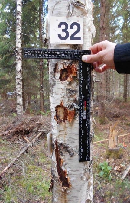 Taustaksi Tuoreimman vuoden 2018 valtakunnallisen korjuujäljen tarkastusraportin mukaan korjuujälki arvioitiin hyväksi 55 %:lla harvennusleimikoista (Suomen metsäkeskus 2019).