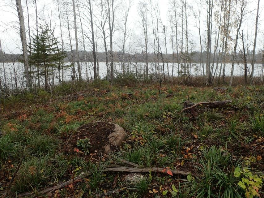 Piuniemen pohjoisranta on hiekkamaaperäistä mutta varsin kivikkoista sekä länsiosassa myös yhtenäistä loivaa ja väliin jyrkempää rinnettä.
