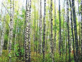 laillisuusvalvonta asiaryhmittäin. maa- ja metsätalous 4.22 Maa- ja metsätalous Asiaryhmään tilastoitiin maa- ja metsätalousministeriön (MMM) toimialaan kuuluvat asiat.