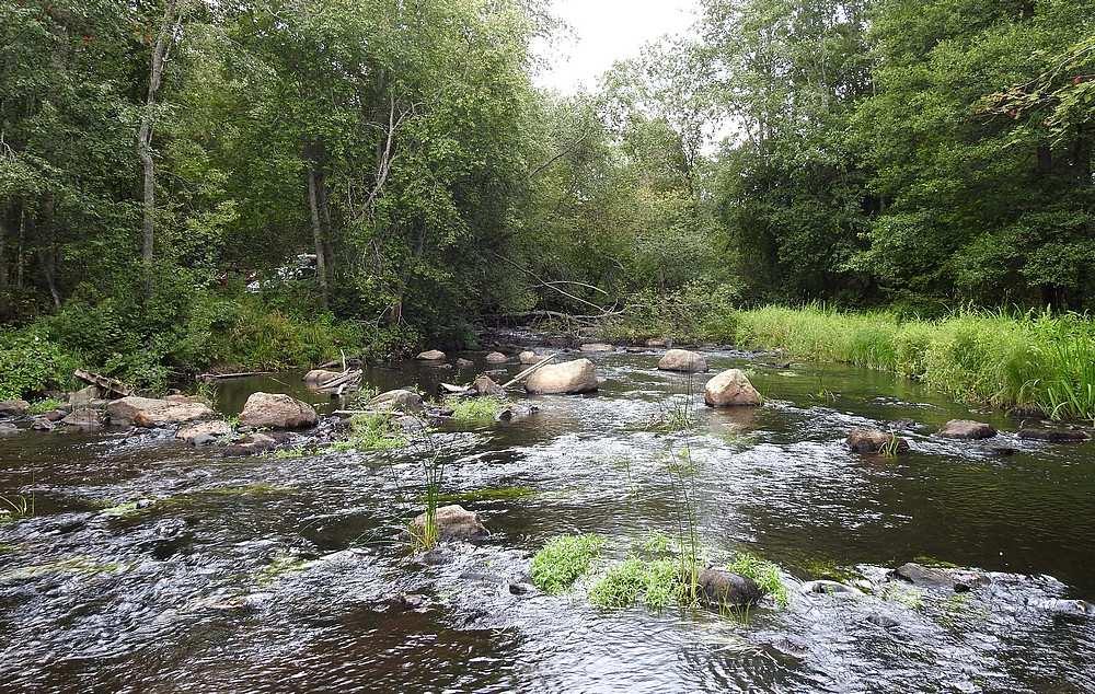 24 3.7.1 Hauenkuonon pääuoman koeala Hauenkuonon pääuoman sähkökoekalastukset tehtiin 10.8.2017. Koealan koordinaatit (ETRS-TM35FIN) ovat N 6823129 E 235250. Koealan pinta-ala oli 583 m 2.