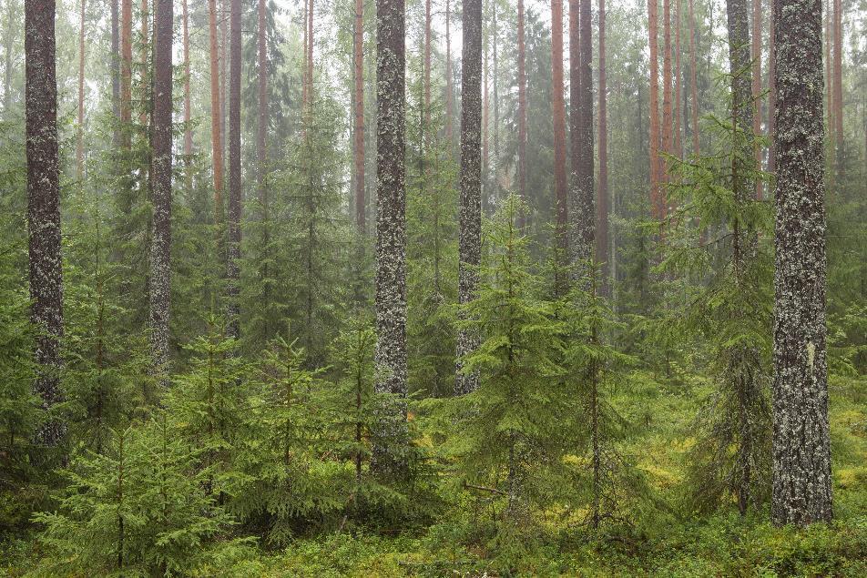 Erkki Oksanen Hakkuut ja hoito kuusivaltainen metsä Kuusialikasvos männikössä - Huonolaatuiset männyt syytä hakata pian, jotta kuusille kasvutilaa viljavammilla kasvupaikoilla.