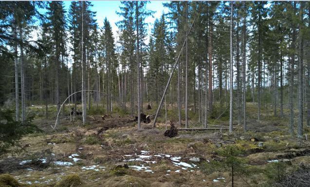 Rauno Kousa Toteutuvat riskit vaikuttavat kannattavuuteen Tuhoriskien arvioitu olevan pienempiä jatkuvassa kasvatuksessa kuin jaksollisessa: Tukkimiehentäi ei juuri vioita taimia poimintahakkuun