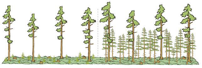 käytetään poiminta- ja pienaukkohakkuita 2) männikön