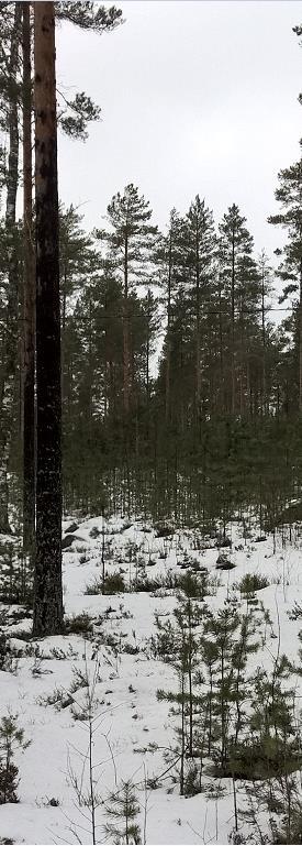 Rauno Kousa Metsänuudistuminen jatkuvassa kasvatuksessa Männyn ylispuukasvatuksessa taimia syntyy siementävän ylispuuston ansiosta.