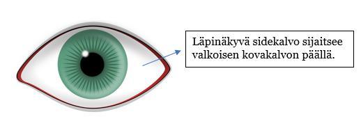 15 4.5 Sidekalvotulehduksen lääkkeitä KUVA 5. Silmän havainnekuva, sidekalvo.