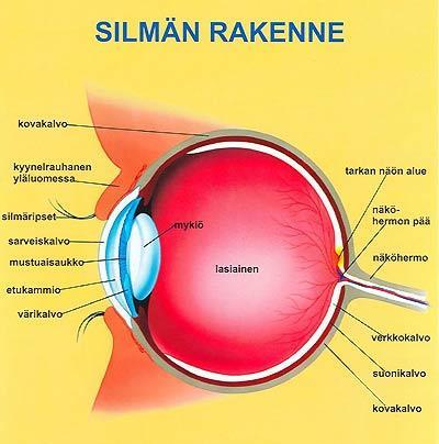 4 SILMÄN ANATOMIAA Silmä on pieni, monimutkainen ja moniosainen elin. Läpimitaltaan se on noin 24 mm ja painoltaan noin seitsemän grammaa. Silmä sijaitsee silmäkuopan eli orbitan etuosassa.
