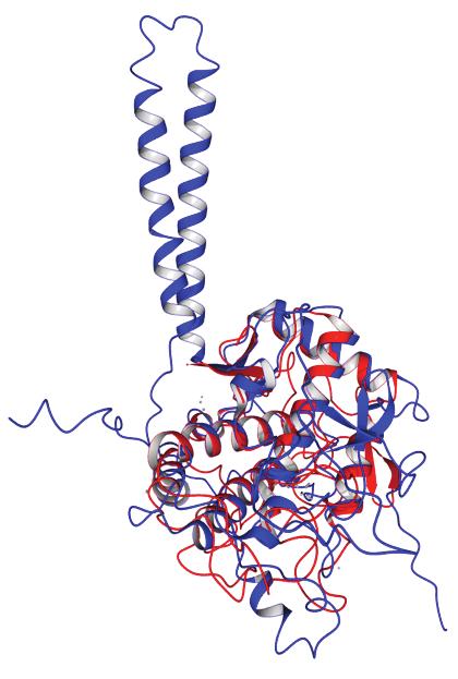 Supplementary fig. S Homology model of R. etli tyrosinase (blue) as positioned at top of the template crystal structure chosen as the B.