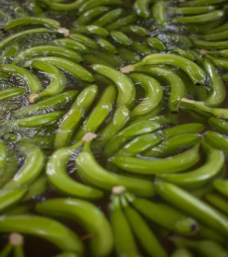 Reilun kaupan tärkeimmät tuotteet: banaanit Suurin osa maailman banaaneista tulee plantaaseilta. Työntekijöillä ei yleensä ole oikeutta järjestäytyä.