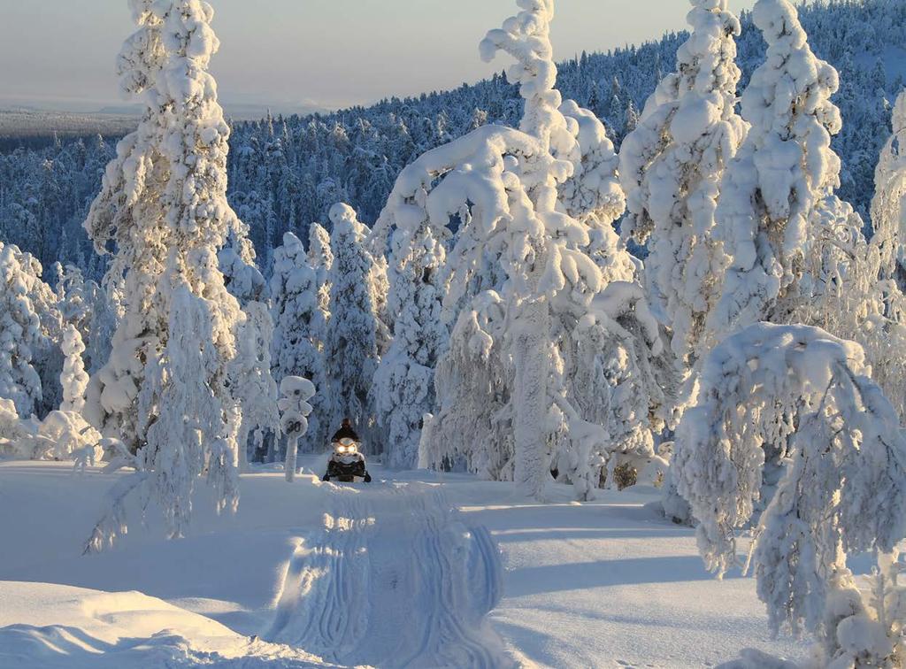Kelkkaura tykkymetsässä.