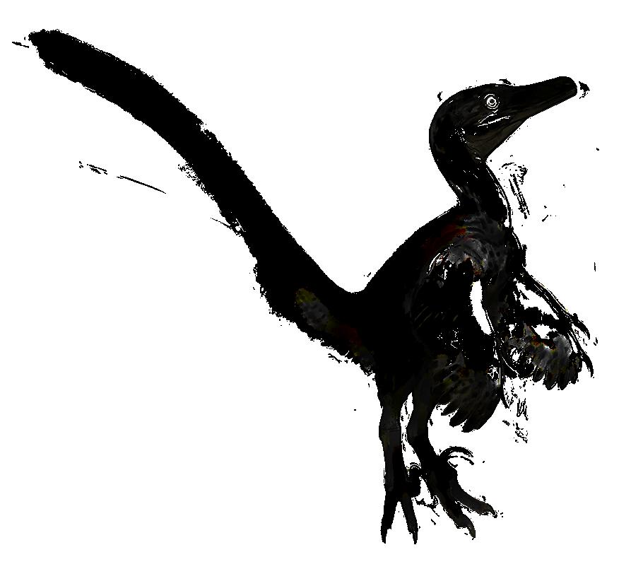 katsoen pienoiskokoinen raptori, Velociraptor. Sillä oli suu täynnä teräviä hampaita, pitkä luinen häntä ja kynnelliset sormet siivissään. Takajaloissa oli jopa pienet raatelukynnet kuin raptorilla.