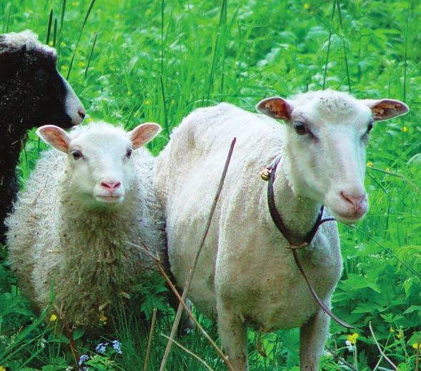 Lampaat Yhtenä työkohteena EkoKuriiri projektilla oli Tervaruukin niittyjen ennallistaminen, joka tapahtui lampaiden laiduntamisen avulla.