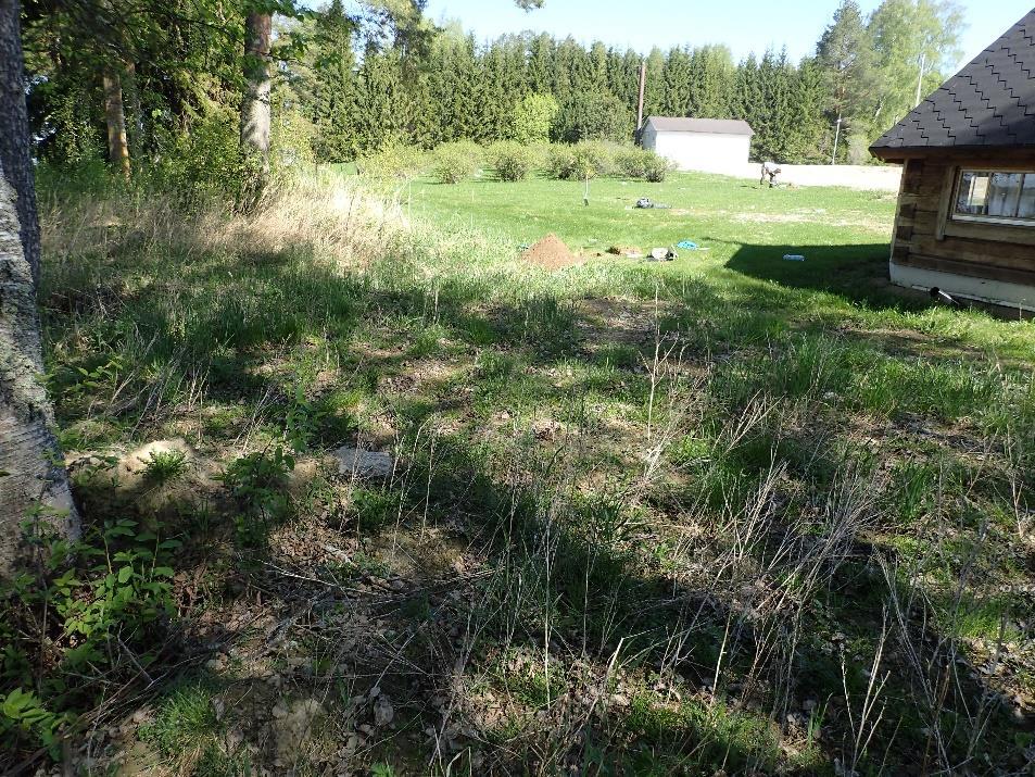 Kuvattu hankealueen luoteiskulmasta kohti itää. Hankealueen lounaisosaa pihamaan ja järven välistä avarapohjaista metsikköä.