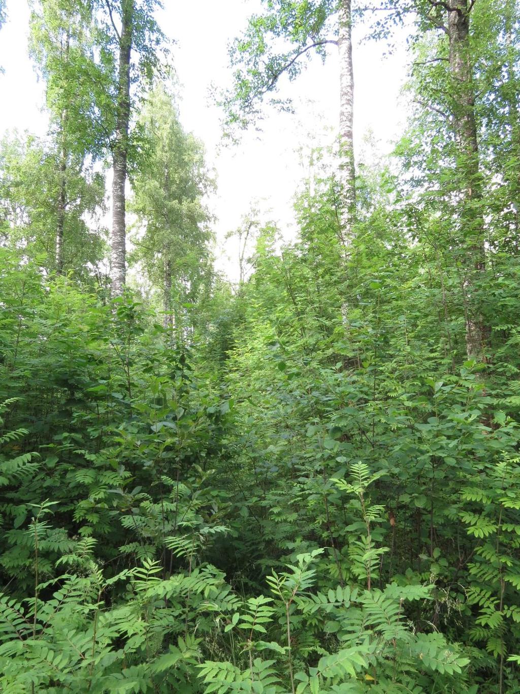 LUONTOSELVITYS