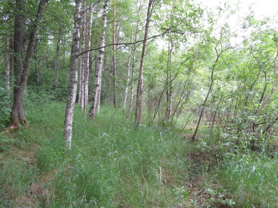 6 järviruokoa (Phragmites australis), pullosaraa (Carex rostrata) ja kurjenjalkaa, joiden ohella luhdan kasvistoon kuuluvat mm.