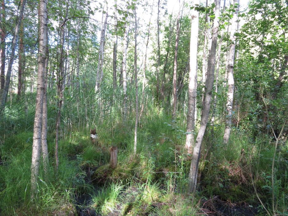 7 Kuva 2. Koivuluhtaa Kalliopolun luhdalla (kuvio 22). Kuva 3.
