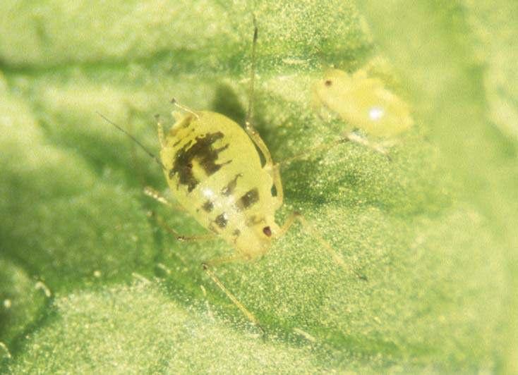 Kasvihuonekirva (Aulacorthum circumflexum) Takaruumiissa tyypillinen hevosenkengän muotoinen tumma kuvio Selkäputket vaaleat, paitsi kärki tumma Kuva: Irene Vänninen, MTT/KSU Takaruumiin