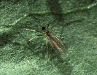 Kirvasääski (Aphidoletes aphidimyza) Kuva: Irene