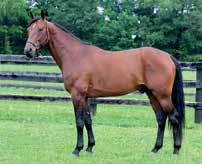 Coktail Jet 9,7 864 480 USD 1500 EUR (1860) SAM BOURBON e. Goetmals Wood Etta Extra e. Florestan (3) 1.