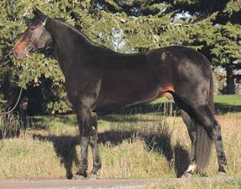 15,0 Quick Song 14,3 Odile de Sassy 18,4 Infante A unou 16,2 Niky des Etangs Oscana Bahama Coktail Jet 10,7 Quouky Williams 14,2 Armbro Glamour Triller Oaks 15,1 Speedy Crown 12,8 Une de Rio 14,3