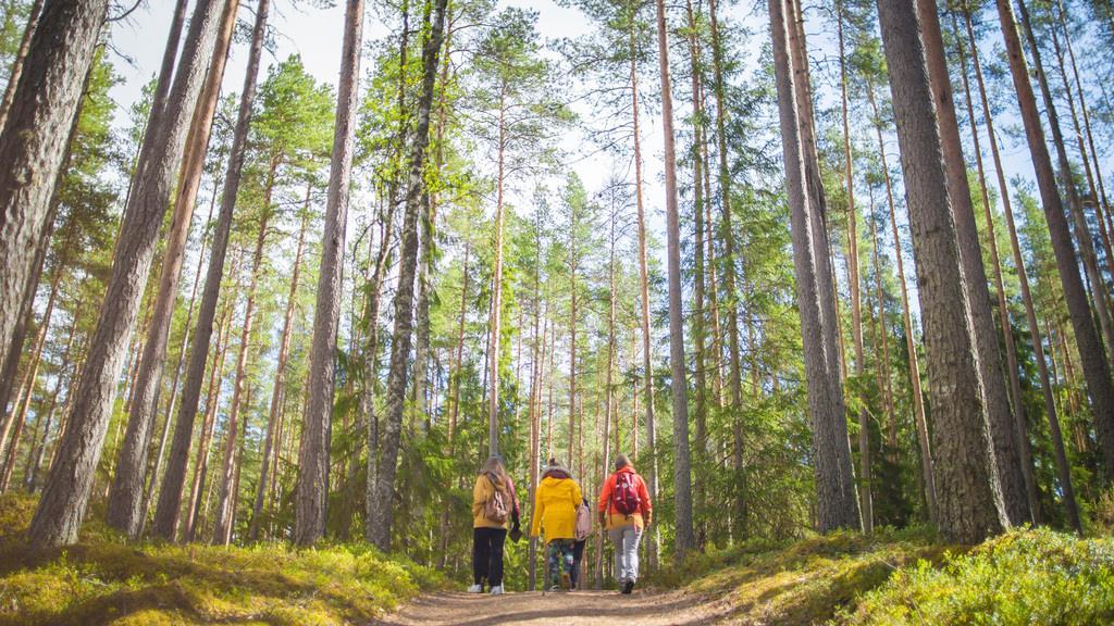 Hiilinielut ovat seudullisia Miten lasketaan