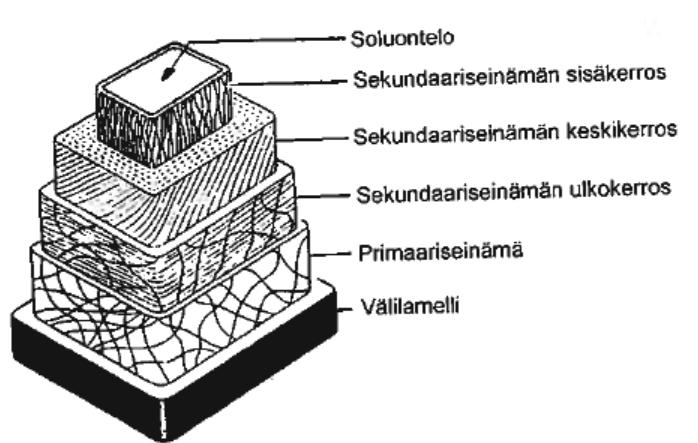 11 Puulaji Pituus, mm Leveys, μm Koivu 0,9 1,3 25 30 Mänty 3,0 25 35 Eukalyptus 0,75 1,1 16-20 Taulukko 1.