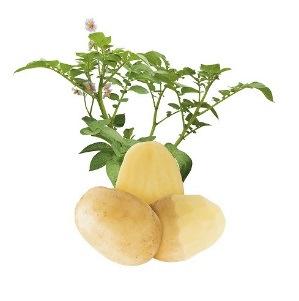Acoustic Kestävä uutuus! Kiinteä keittolaatu Rutonkestävä, kiinteämaltoinen ruokaperuna. Mukulat ovat pyöreänsoikeita, matalasilmäisiä ja vaaleankeltamaltoisia. Tärkkelyspitoisuus keskinkertainen.