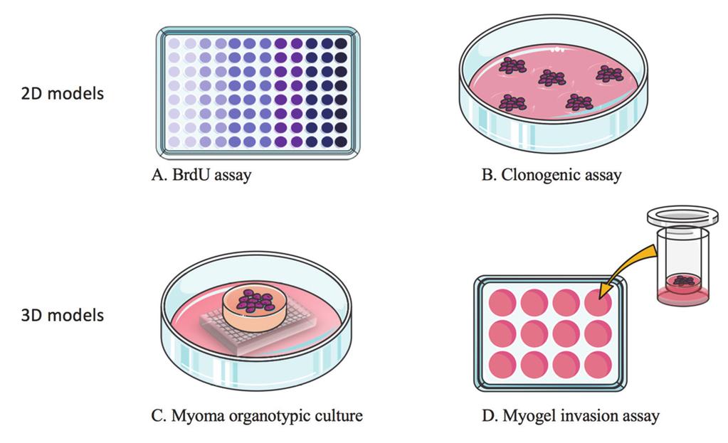 Fig. 2. Chemoirradiation assay methods. A. BrdU assay. BrdU (Bromodeoxyuridine / 5- bromo-2'-deoxyuridine) is incorporated into synthesized DNA of dividing cells.