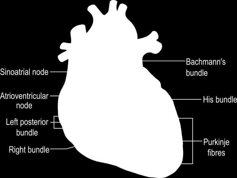 10 Sydänlihassolujen supistuminen aiheuttaa sydämeen pumppaustoiminnan. Sydänlihaksella on erityiskyky supistaa rytmisesti itseään, ja se ei tarvitse siihen ulkopuolista hermoärsytystä.