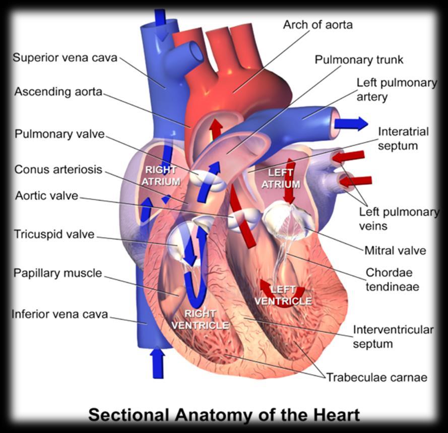9 Kuva 1. Heart SectionalAnatomy (Blausen Medical Communications Inc. 2013-07-01.) Sydämen sähköinen toiminta perustuu sydämen solujen kalvoilla ja sisällä tapahtuviin sähkökemiallisiin muutoksiin.