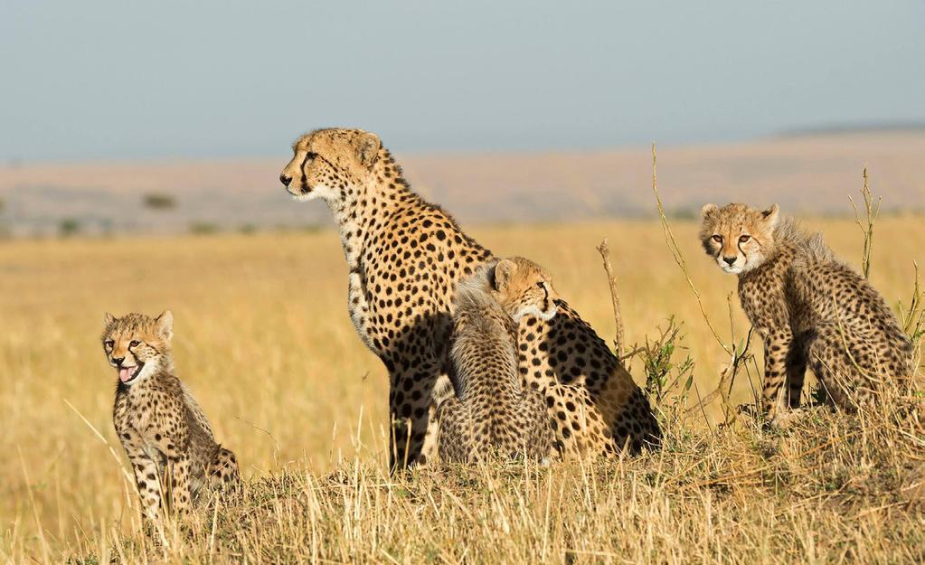 Kenian Suuri Migration Safari 2019 Aika: Hinta: Ryhmäkoko: To 29.8. - La 7.9.2019 5.