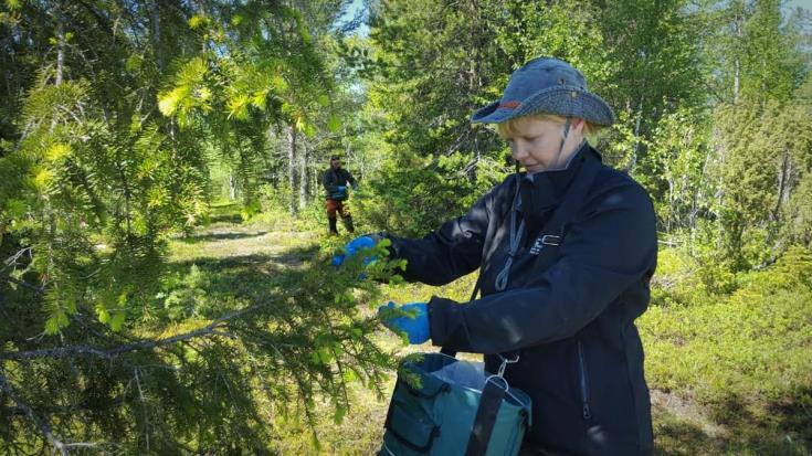 Vuosittaiset ilmoitukset vuosisuunnitelmat Oman metsän vuosisuunnitelma